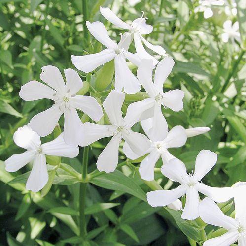 Mydlnice pachnące migdałami