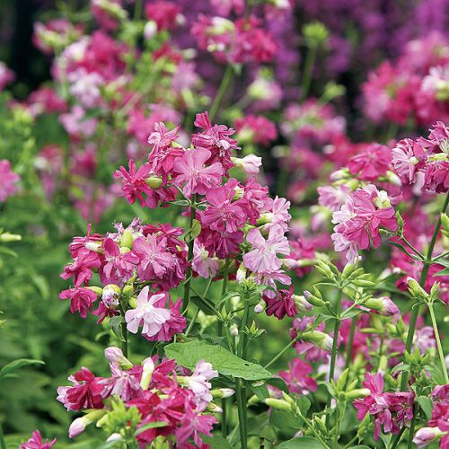 Mydlnice pachnące migdałami