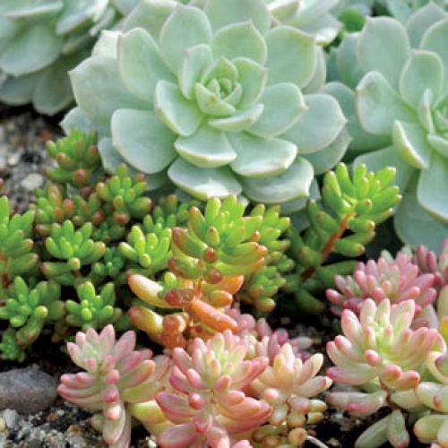 Na skałach, a nawet na dachach – rozchodnik rośnie w najbardziej niegościnnych miejscach.