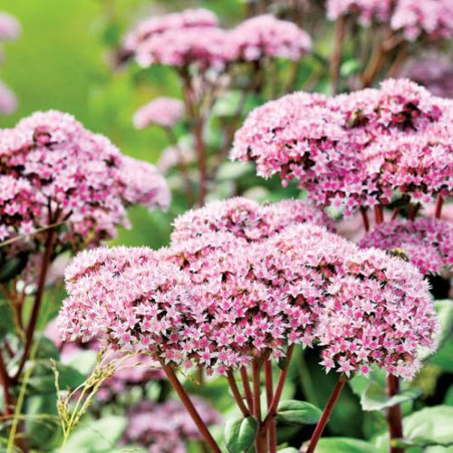 Na skałach, a nawet na dachach – rozchodnik rośnie w najbardziej niegościnnych miejscach.