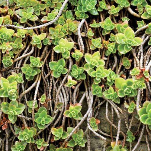 Na skałach, a nawet na dachach – rozchodnik rośnie w najbardziej niegościnnych miejscach.