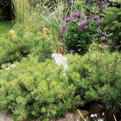 Na skalniaku rządzi sosna górska mops . W tle biała trawa pampasowa oraz perukowiec o ciemnopurpurowych liściach.