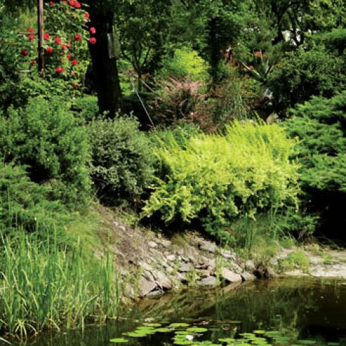 Na wodzie oczy cieszą okazałe lilie wodne.