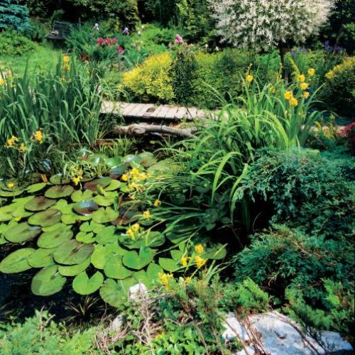 Na wodzie unoszą się grzybienie popularnie nazywane lilią wodną.