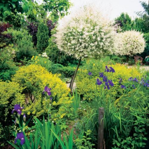 Nad niezapominajkami i irysami góruje strzyżona wierzba Hakuro- Nishiki.