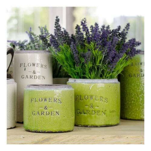 Uprawa lawendy w ogrodzie i w doniczce