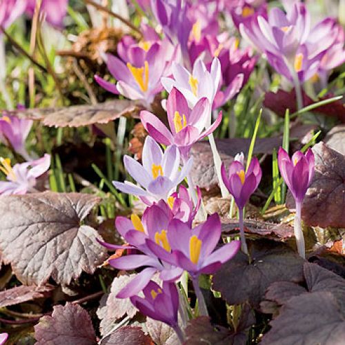 Największą słabością właścicieli ogrodu są przebiśniegi. Dlatego najlepiej odwiedzić ich wiosną.