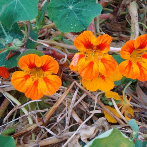 Nasturcja pochodzi z Ameryki Południowej i Środkowej. Niektóre odmiany (pnące) osiągają długość 3 metrów.