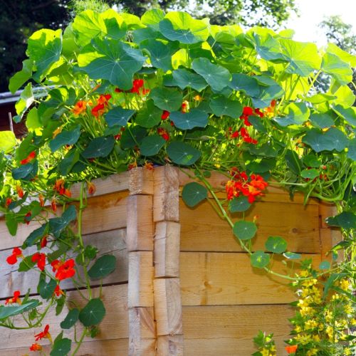 Nasturcje dobrze rosną na balkonie. Ważne, żeby miały stanowisko słoneczne i osłonięte od wiatru.