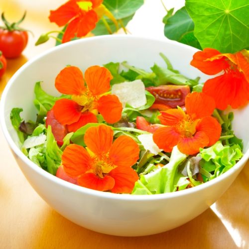 Kwiaty nasturcji są jadalne