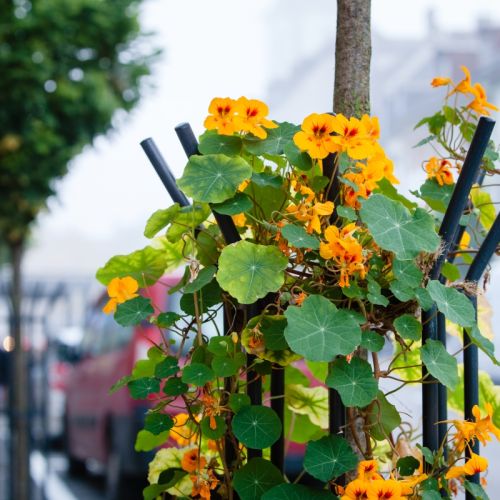 Nasturcja pnąca w przestrzeni miejskiej.