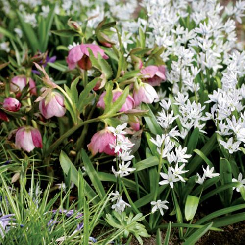 Niepozorne białe kwiatki pozwalają odpocząć oczom.