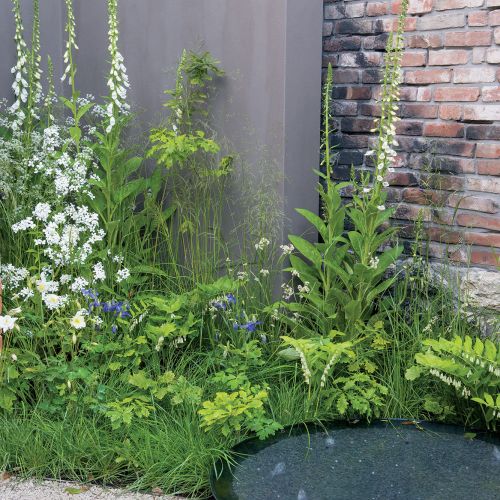 Oczko wśród klonów