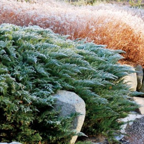 Ogród japoński pod śniegiem. Ogród japoński pod śniegiem