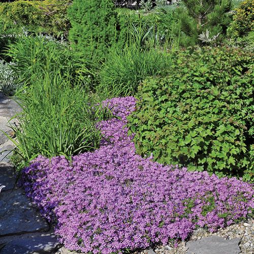 Ogród ma cieszyć oko przez cały rok. Posadzone w nim rośliny nie kwitną wszystkie naraz, ale w kolejnych miesiącach,