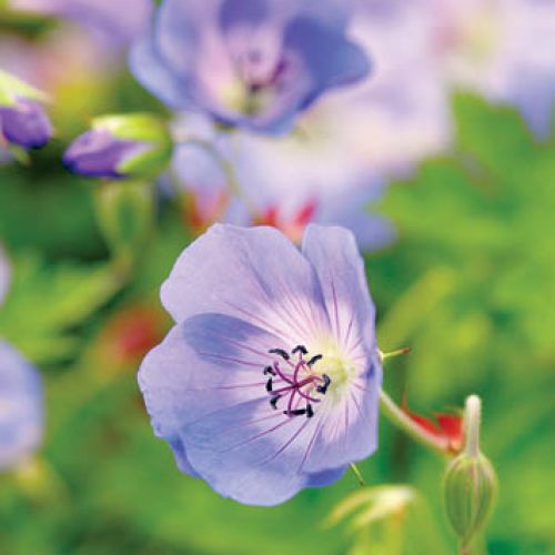 Ogród malowany jesienią. Ogród malowany jesienią