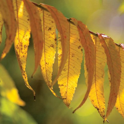 Ogród malowany jesienią. Ogród malowany jesienią