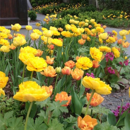 Ogród przy zabytkowej willi w Gdańsku