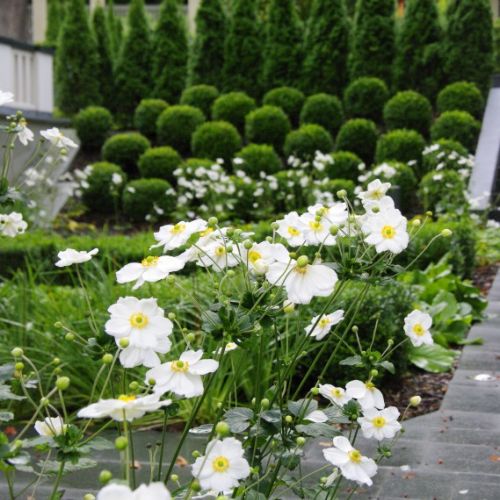 Ogród przy zabytkowej willi w Gdańsku