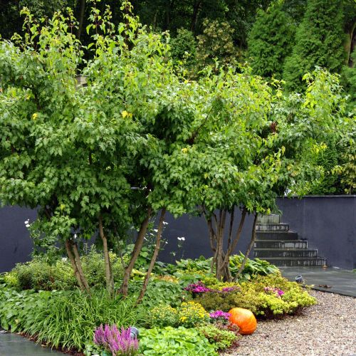 Ogród przy zabytkowej willi w Gdańsku