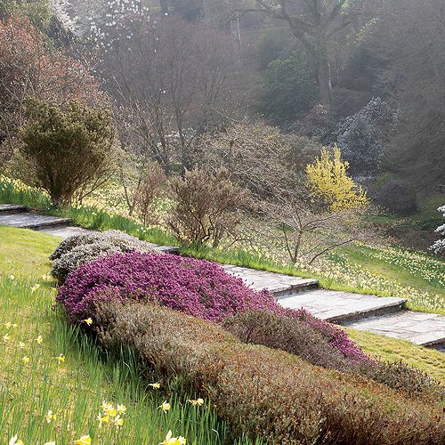 Ogród Sherwood oprócz magnolii i azalii słynie też z imponującej kolekcji wrzosów.