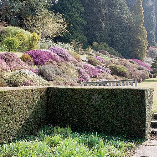 Ogród Sherwood oprócz magnolii i azalii słynie też z imponującej kolekcji wrzosów.