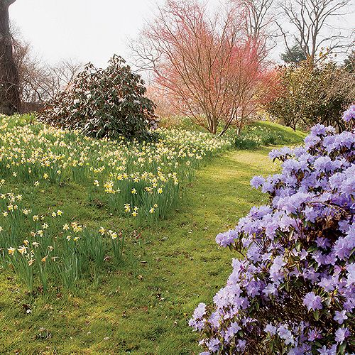 Ogród w Sherwood. Magnoliami wiosna się zaczyna