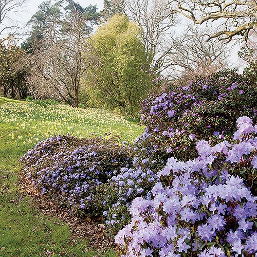 Ogród w Sherwood. Magnoliami wiosna się zaczyna