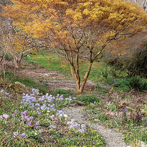 Ogród w Sherwood. Magnoliami wiosna się zaczyna