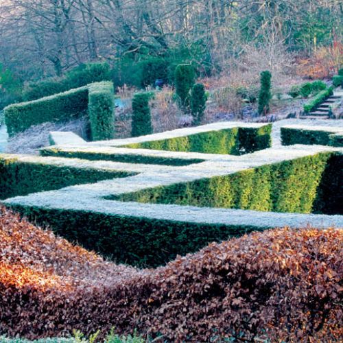 Ogród wyrzeźbiony w bukszpanach i ligustrach.