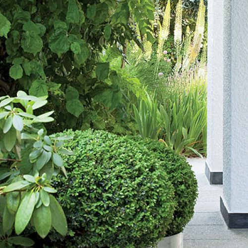 Ogród zaczyna się po miejsku: murawa, ścieżki wysypane żwirem lub wyłożone otoczakami, przycięte w kule