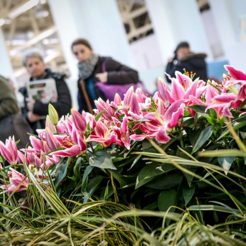 Miłośników ogrodnictwa zainteresują nowe odmiany roślin.