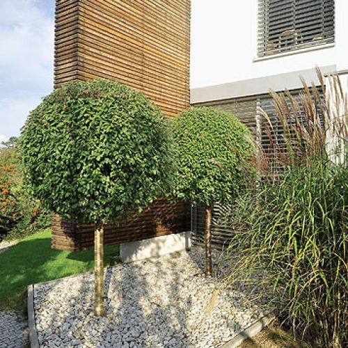 Okrągłe kępy puszystych traw, drzewka z kulistymi koronami, niewielkie głazy, kuliste kopczyki zarastające powoli mchem.