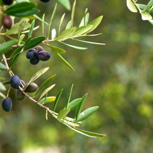 Czarne owoce oliwki. Oliwka - owoc bogów
