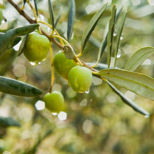 Nawet hodowane w donicy drzewko może owocować