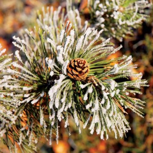 Ośnieżona gałązka. Ogród japoński pod śniegiem