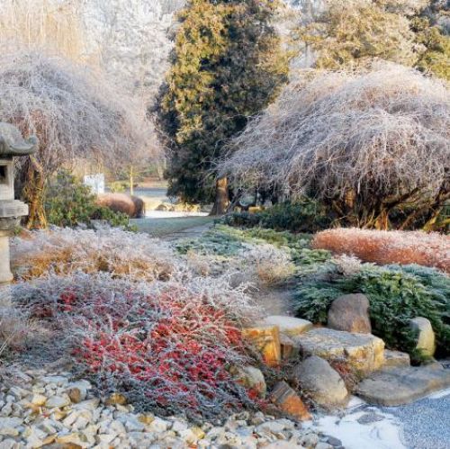 Ośnieżone drzewka. Ogród japoński pod śniegiem