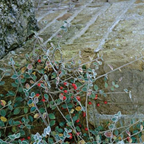 Oszronione rośliny w ogrodzie. Ogród w zimowej szacie