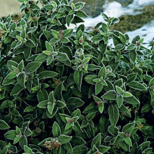 Oszronione rośliny w ogrodzie. Ogród w zimowej szacie