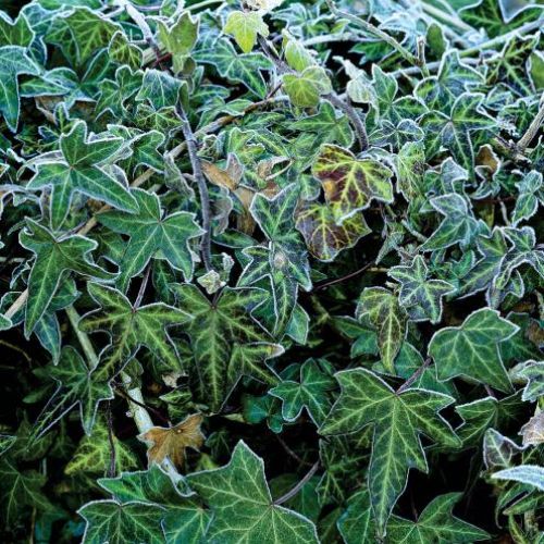 Oszronione rośliny w ogrodzie. Ogród w zimowej szacie