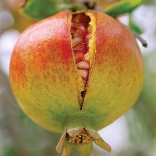 Owoc granatowca. Królewski granatowiec