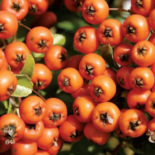 Owoce jarzębiny. Jarzębina cała w koralach