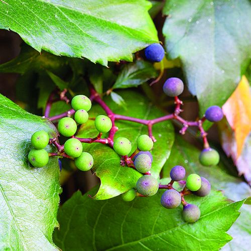 owoce winobluszczu. Co kryje dzikie wino?