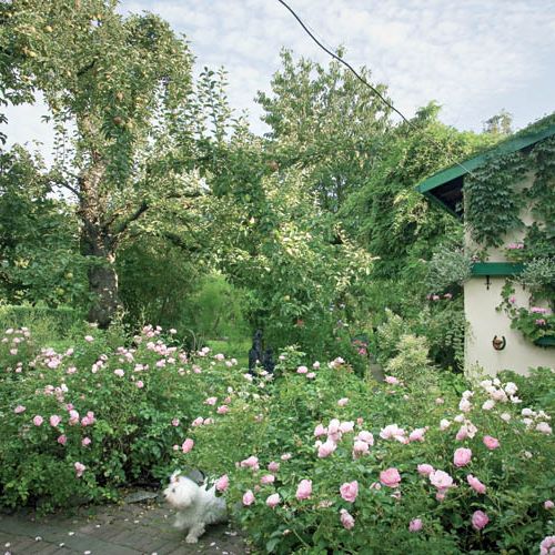 Owocowe drzewa a między nimi hortensje, funkie i azalie.
