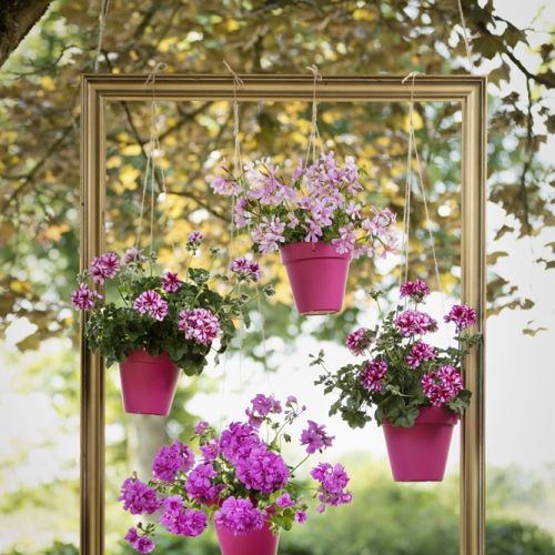 pelargonia dekoracje ogrodowe