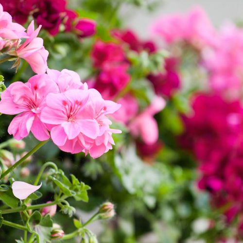 Pelargonie - kwiaty na balkon południowy i zachodni