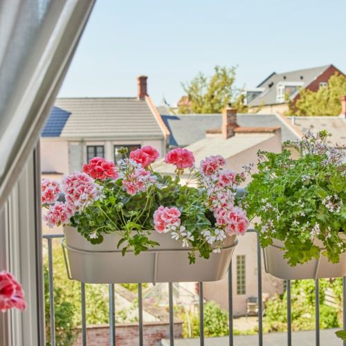 pelargonie kwiaty zwisające na słoneczny balkon