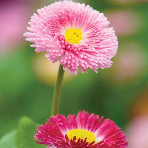 Stokrotka wiosenne kwiaty w ogrodzie