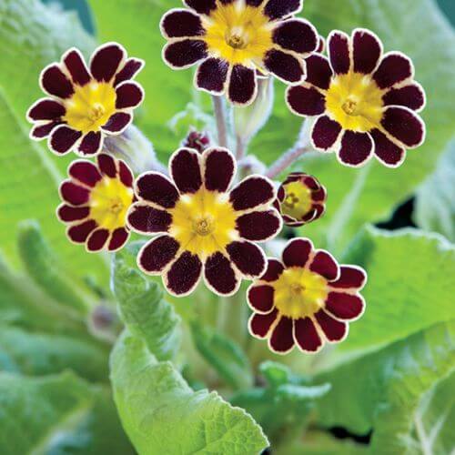 Pierwiosnek wiosenne kwiaty w ogrodzie