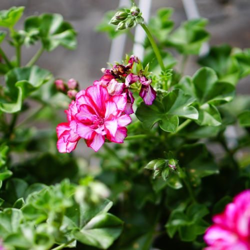 Pelargonia – bociani kwiat